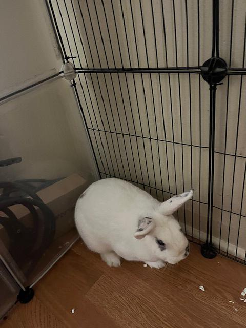 Enlarge Mario, a Adopted Hotot in Los Angeles, CA image 6/6