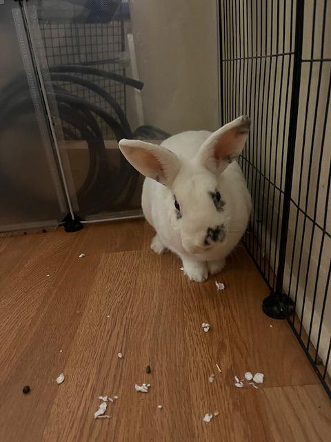 Enlarge Mario, a Adopted Hotot in Los Angeles, CA image 3/6