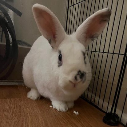 Mario, Adopted, Adult Male Hotot.