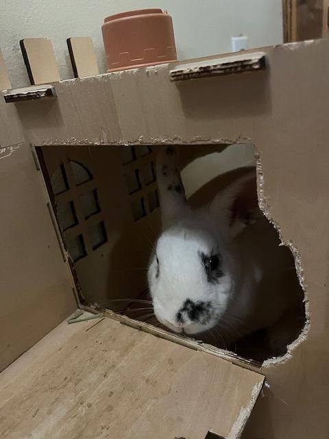 Enlarge Mario, a Adopted Hotot in Los Angeles, CA image 4/6