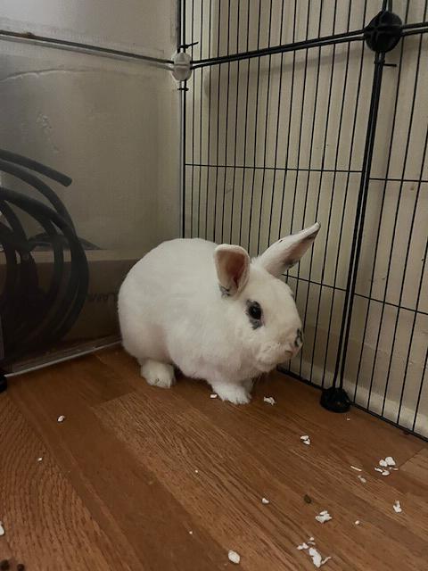 Enlarge Mario, a Adopted Hotot in Los Angeles, CA image 2/6