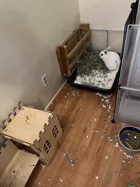 Enlarge Mario, a Adopted Hotot in Los Angeles, CA image 5/6