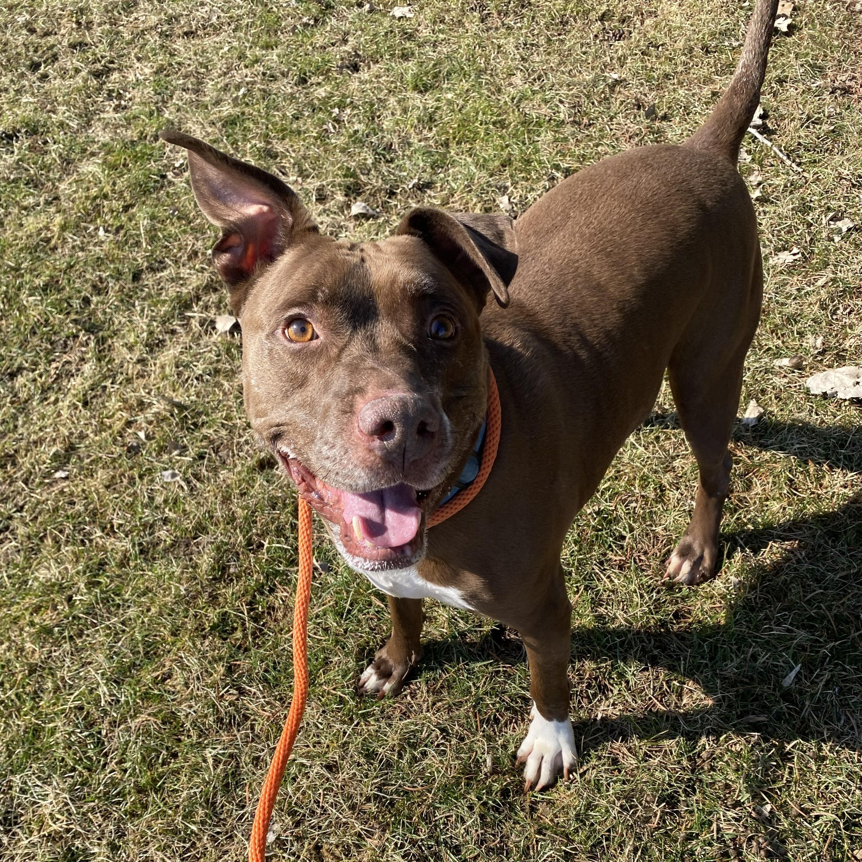 Enlarge Dodger, a ADOPTABLE Pit Bull Terrier in Allegan, MI image 4/6
