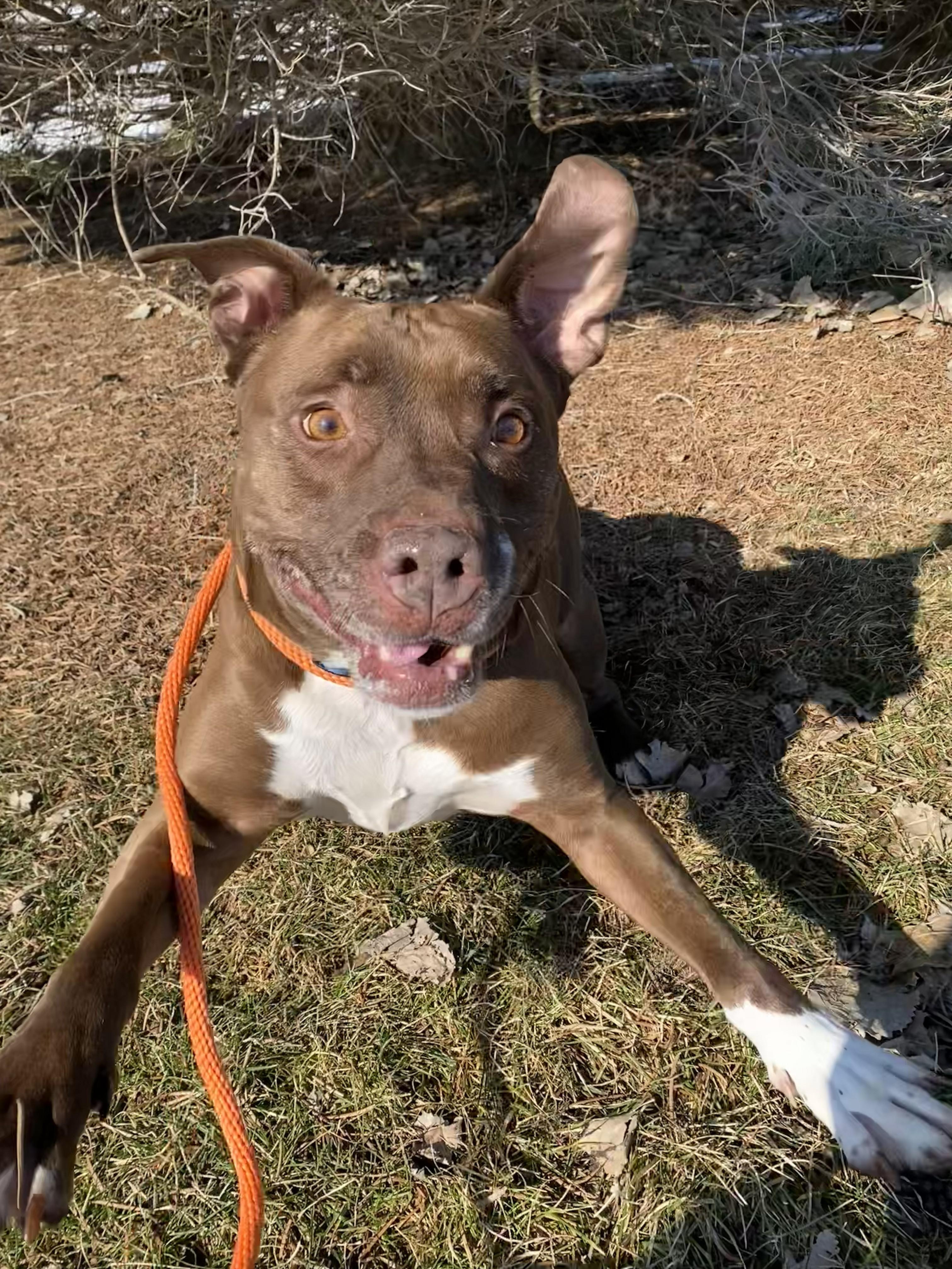 Enlarge Dodger, a ADOPTABLE Pit Bull Terrier in Allegan, MI image 6/6