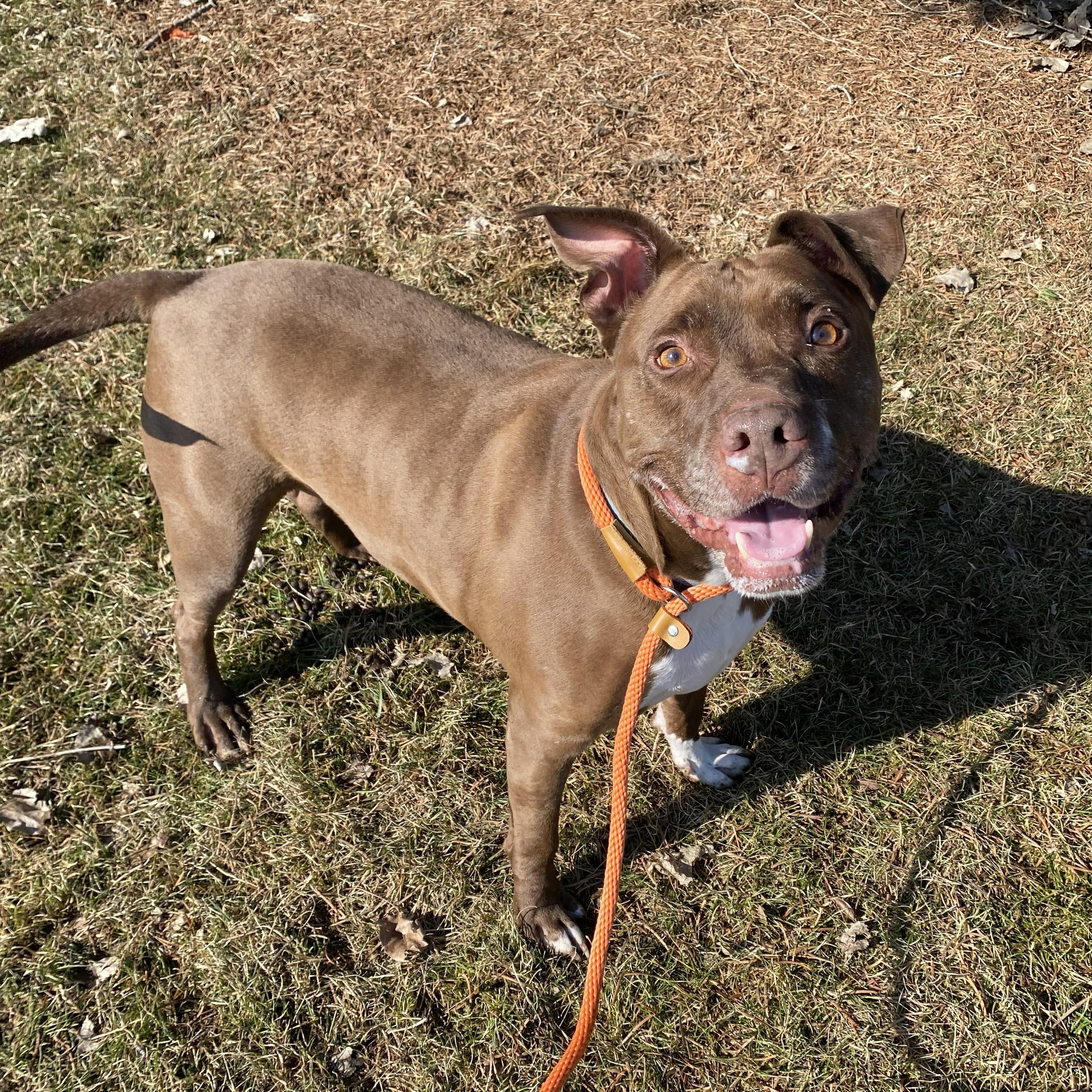 Enlarge Dodger, a ADOPTABLE Pit Bull Terrier in Allegan, MI image 5/6