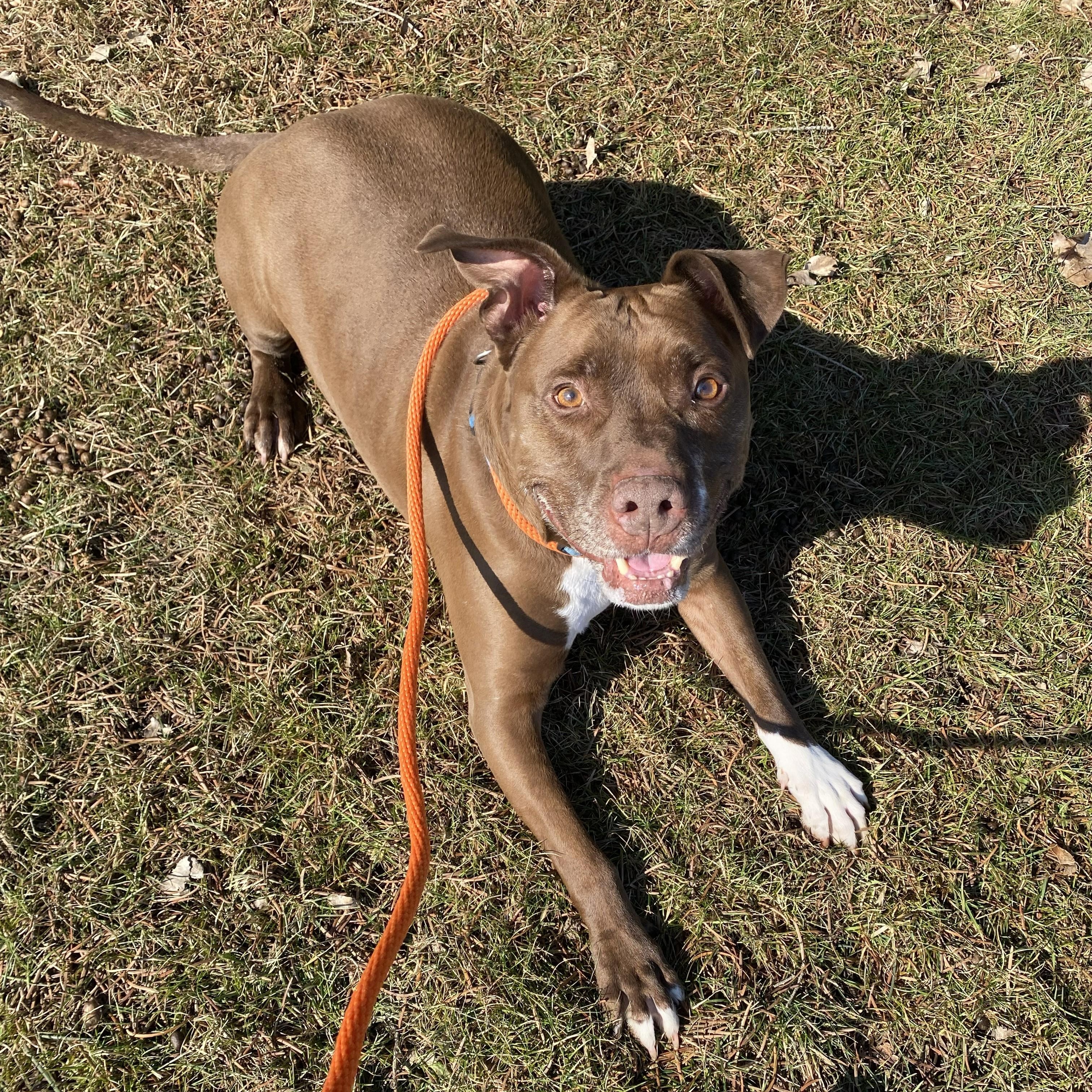 Enlarge Dodger, a ADOPTABLE Pit Bull Terrier in Allegan, MI image 3/6