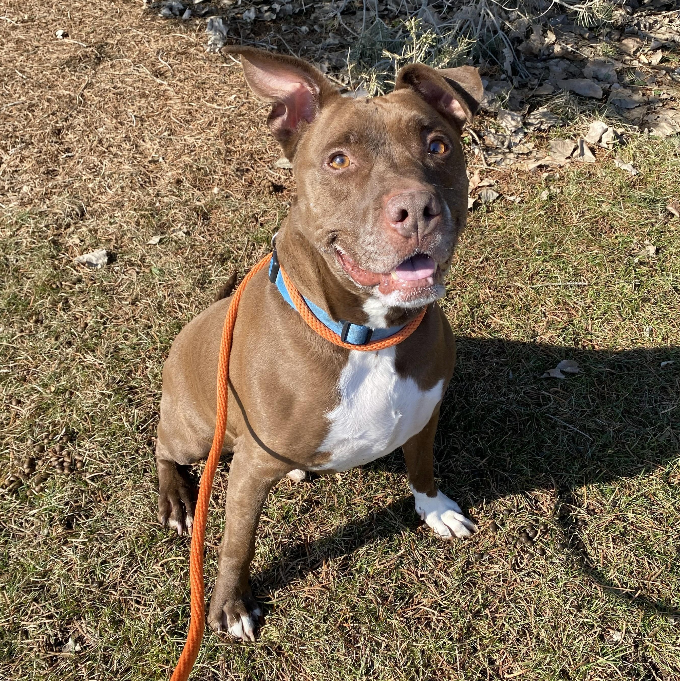 Dodger, ADOPTABLE, Adult Male Pit Bull Terrier.