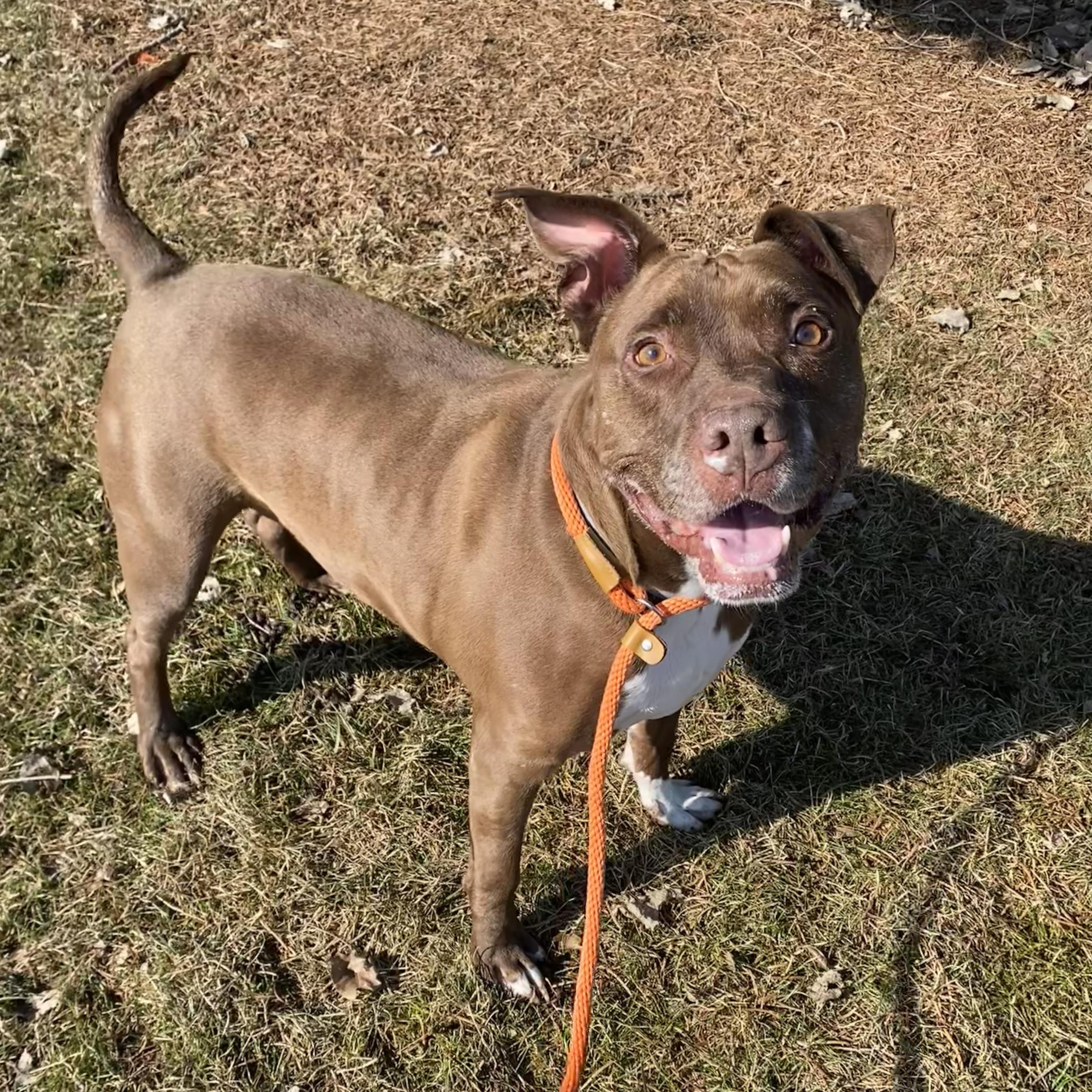 Enlarge Dodger, a ADOPTABLE Pit Bull Terrier in Allegan, MI image 2/6