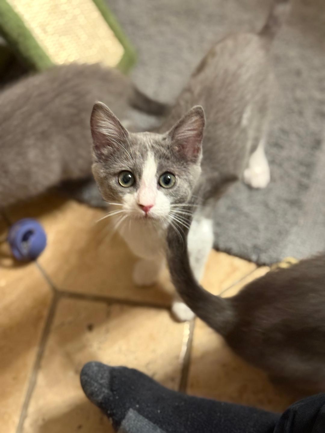 Khloe, Adopted, Young Female Domestic Short Hair.