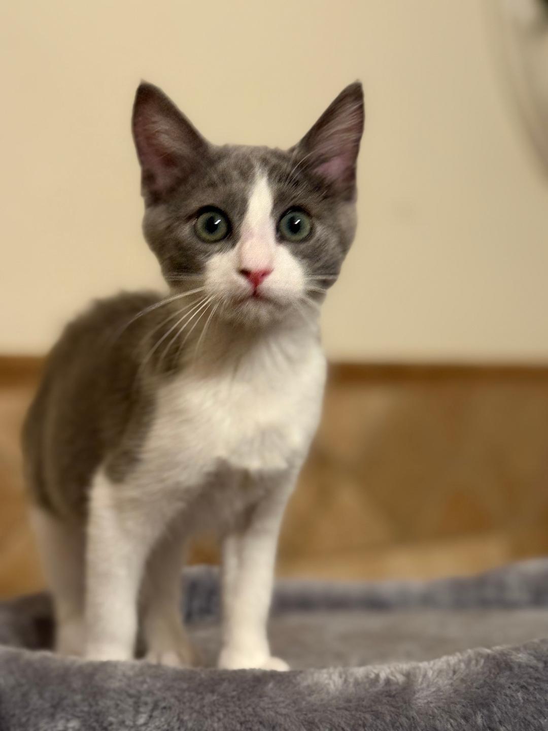 Khloe, a Adopted Domestic Short Hair in Torrance, CA image 2/2