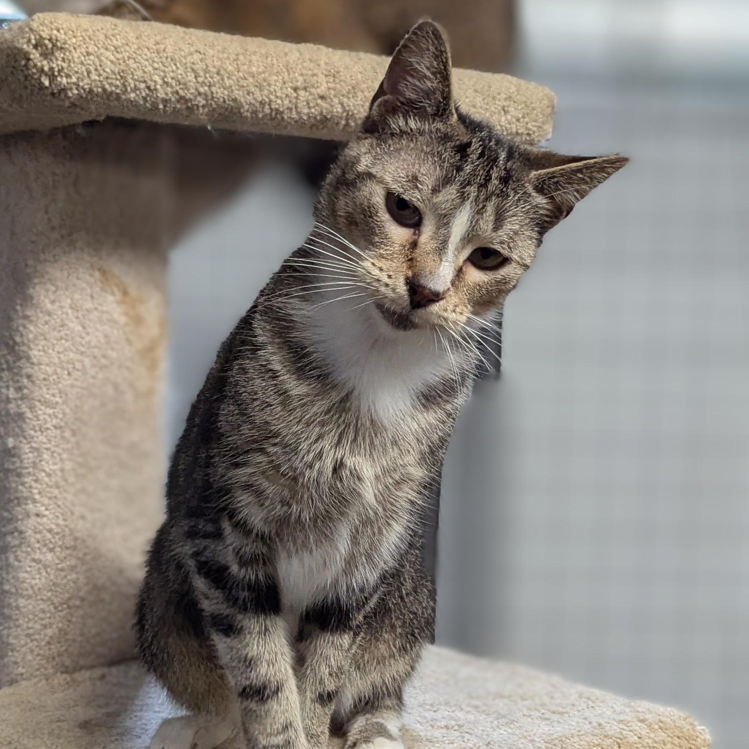 Gup, Adoptable, Adult Male Domestic Short Hair.