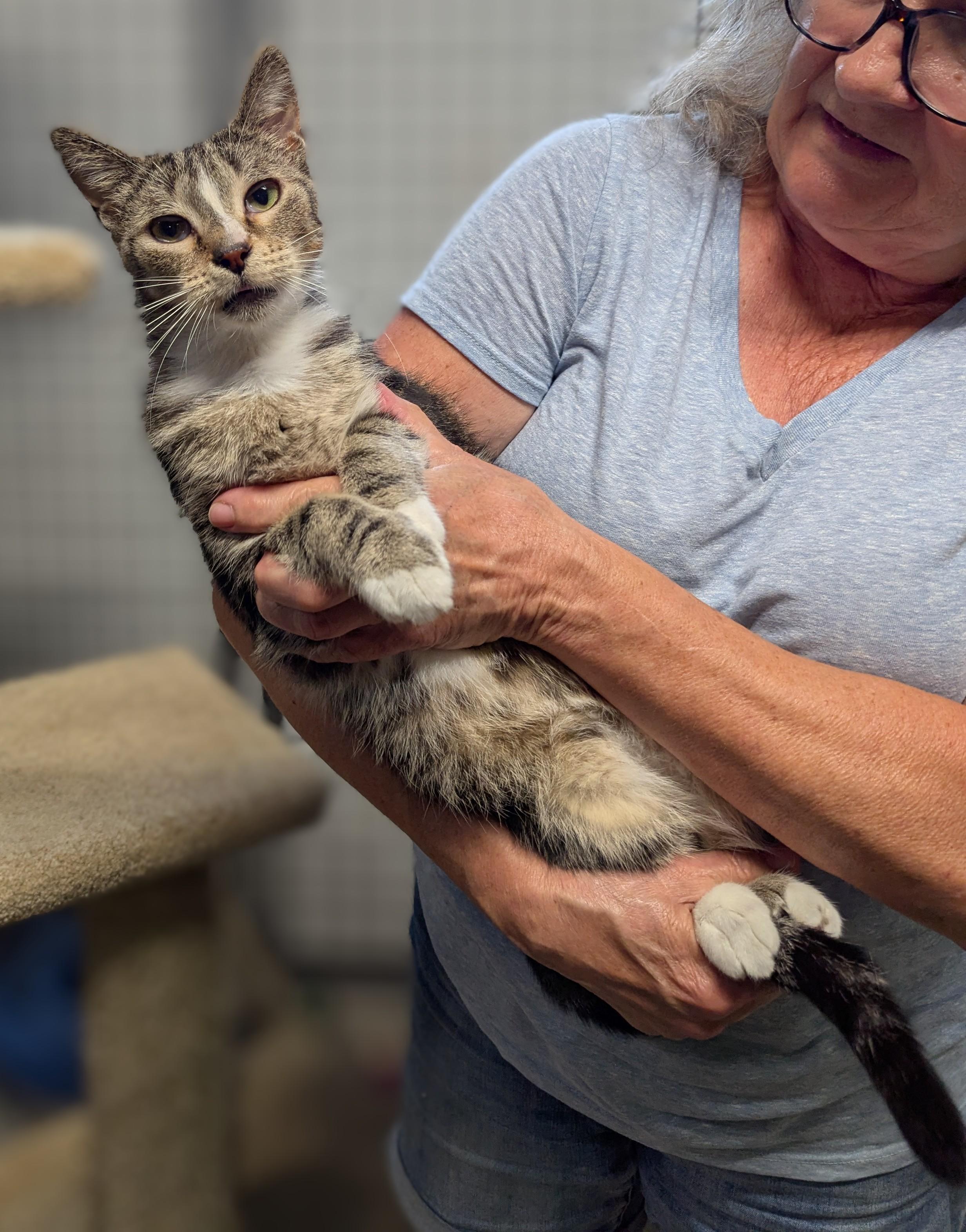 Enlarge Gup, a Adoptable Domestic Short Hair in Beaverton, OR image 4/4