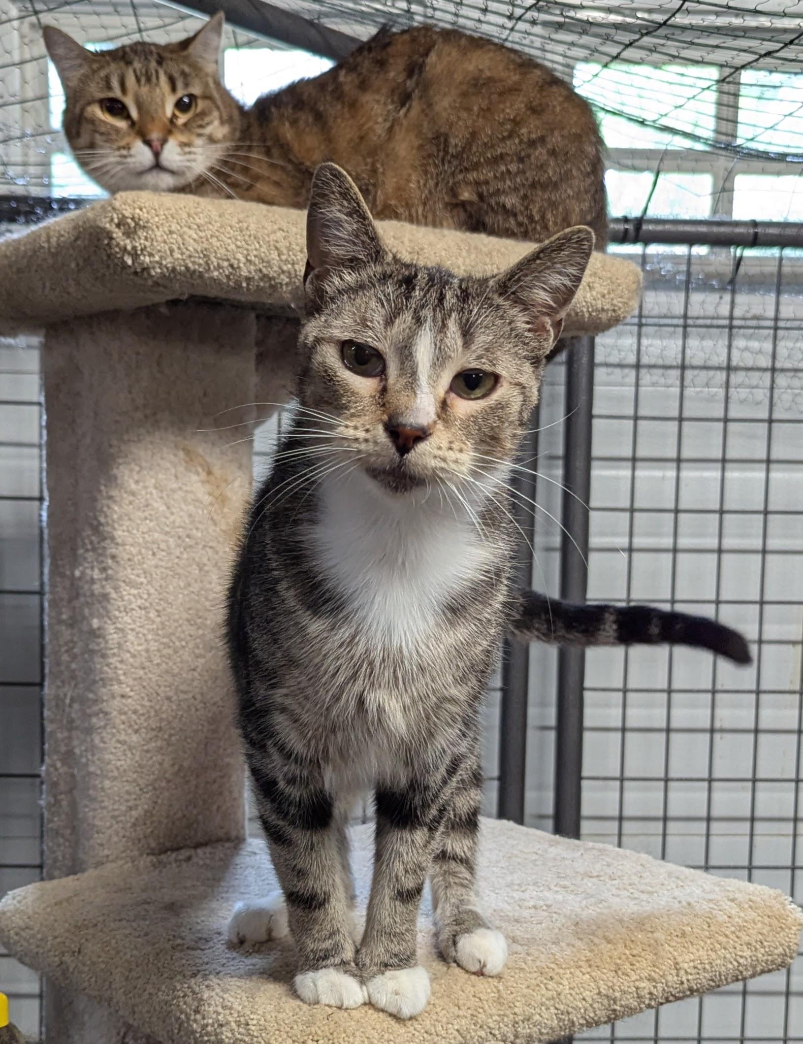 Enlarge Gup, a Adoptable Domestic Short Hair in Beaverton, OR image 3/4