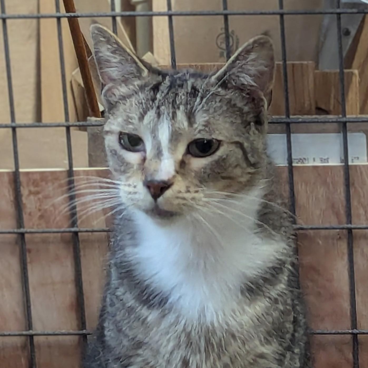 Enlarge Gup, a Adoptable Domestic Short Hair in Beaverton, OR image 2/4