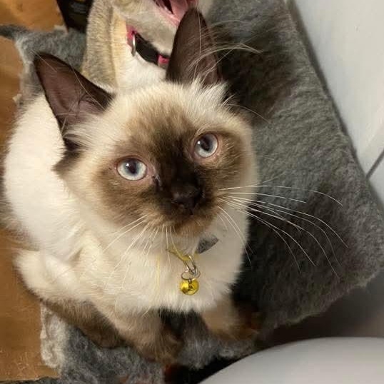 Mei Mei *Must Be Adopted w/non-Siamese Friend*, ADOPTABLE, Kitten Female Siamese.