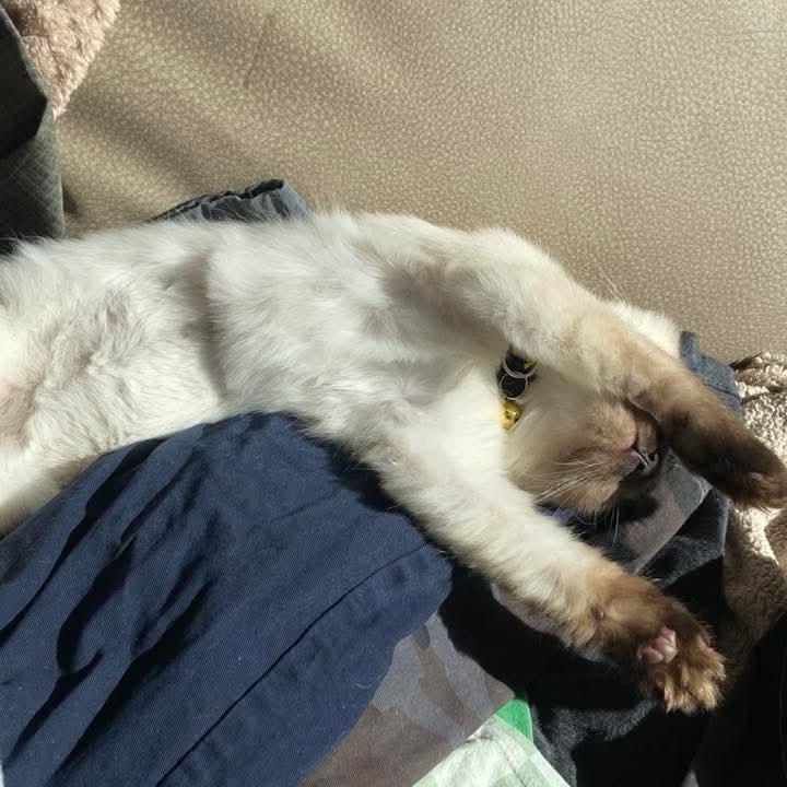 Mei Mei *Must Be Adopted w/non-Siamese Friend*, a ADOPTABLE Siamese in Kentwood, MI image 2/6