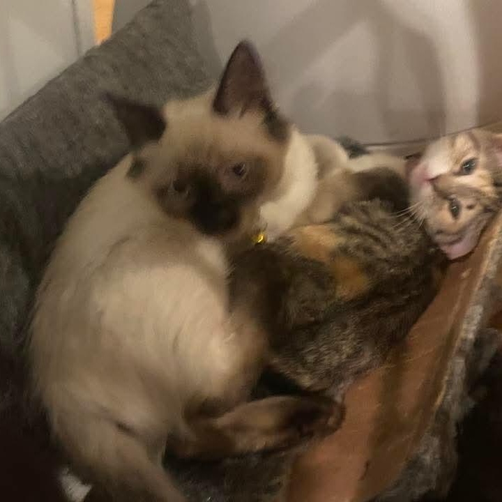 Mei Mei *Must Be Adopted w/non-Siamese Friend*, a ADOPTABLE Siamese in Kentwood, MI image 5/6