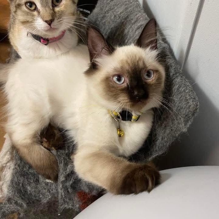 Mei Mei *Must Be Adopted w/non-Siamese Friend*, a ADOPTABLE Siamese in Kentwood, MI image 6/6