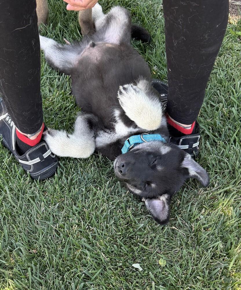 Enlarge Puppy Drifter, a Adoptable mixed breed in Fulton, CA image 1/5