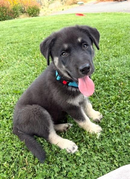 Enlarge Puppy Drifter, a Adoptable mixed breed in Fulton, CA image 2/5