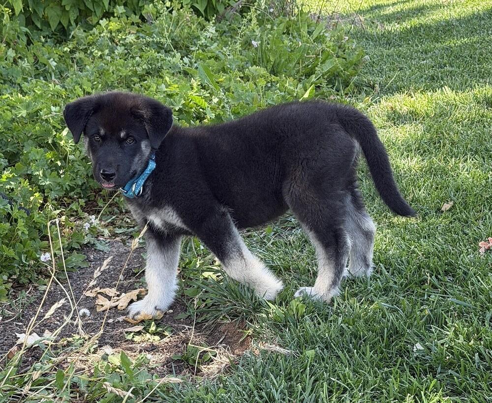 Enlarge Puppy Drifter, a Adoptable mixed breed in Fulton, CA image 3/5