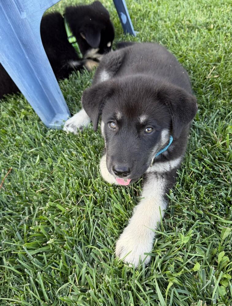 Enlarge Puppy Drifter, a Adoptable mixed breed in Fulton, CA image 4/5