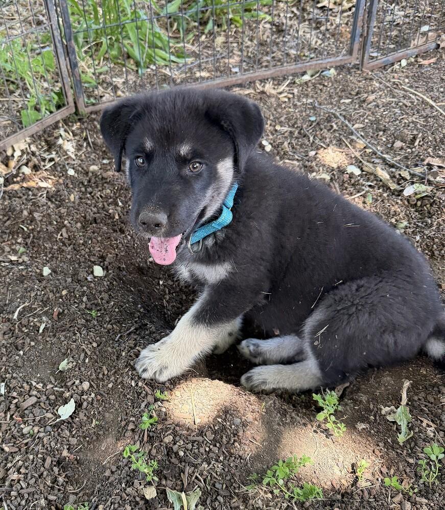 Enlarge Puppy Drifter, a Adoptable mixed breed in Fulton, CA image 5/5