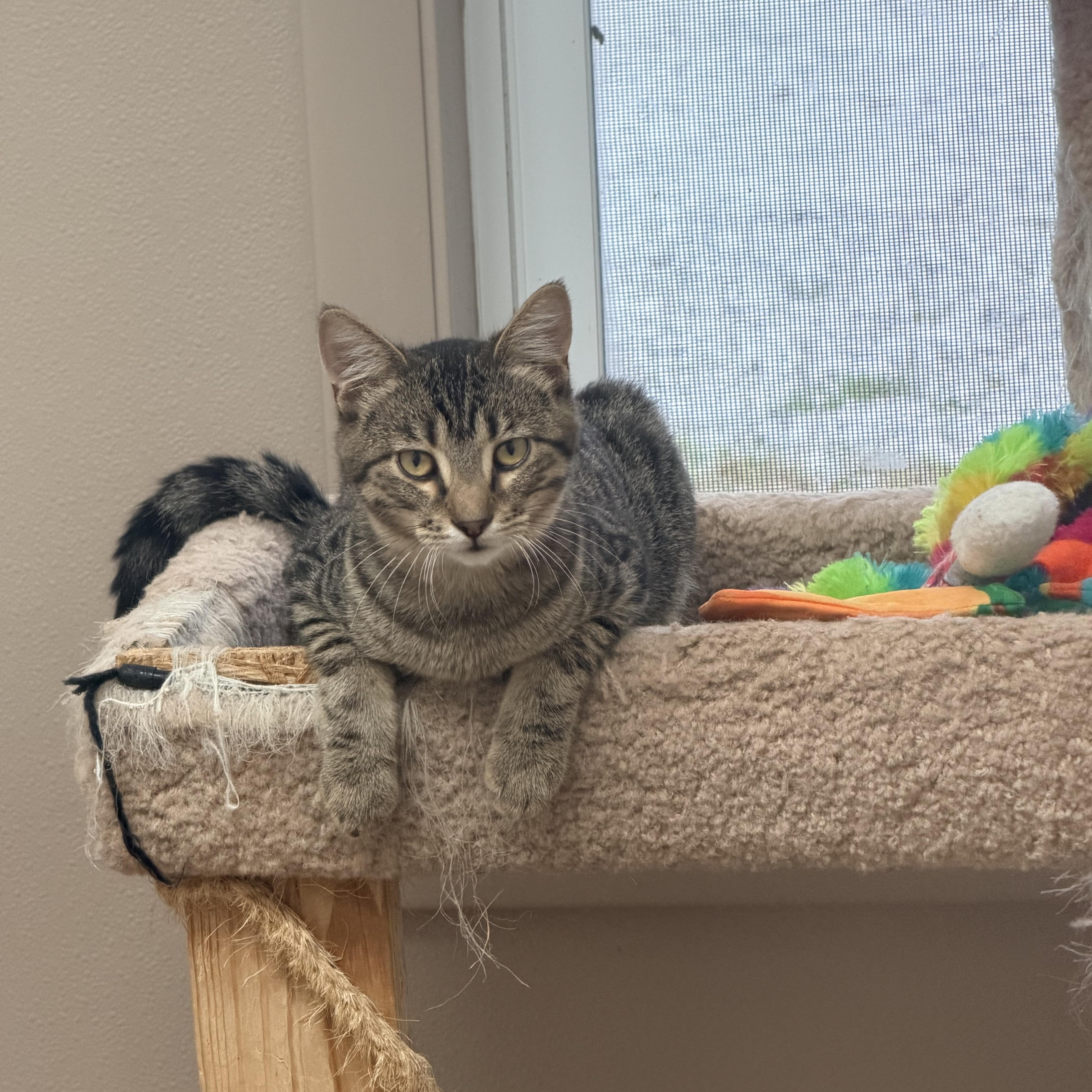 Enlarge Ben, a Adoptable Domestic Short Hair in Carthage, IL image 5/6