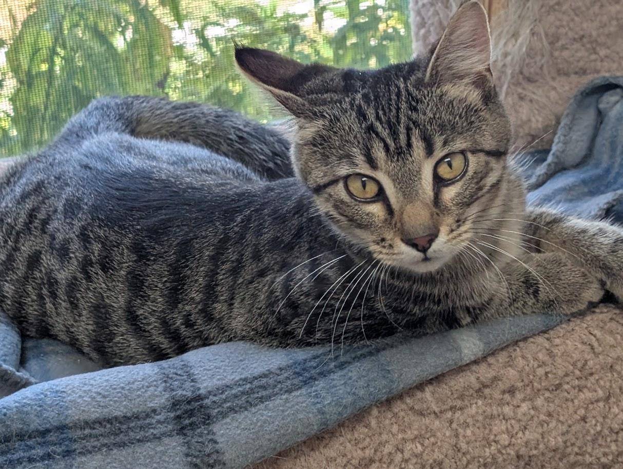 Enlarge Ben, a Adoptable Domestic Short Hair in Carthage, IL image 6/6