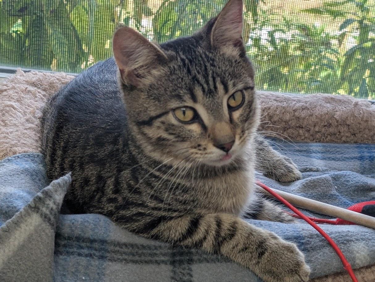 Enlarge Ben, a Adoptable Domestic Short Hair in Carthage, IL image 3/6
