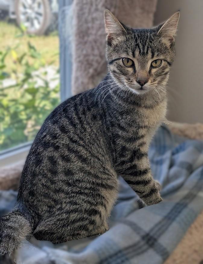Enlarge Ben, a Adoptable Domestic Short Hair in Carthage, IL image 2/6
