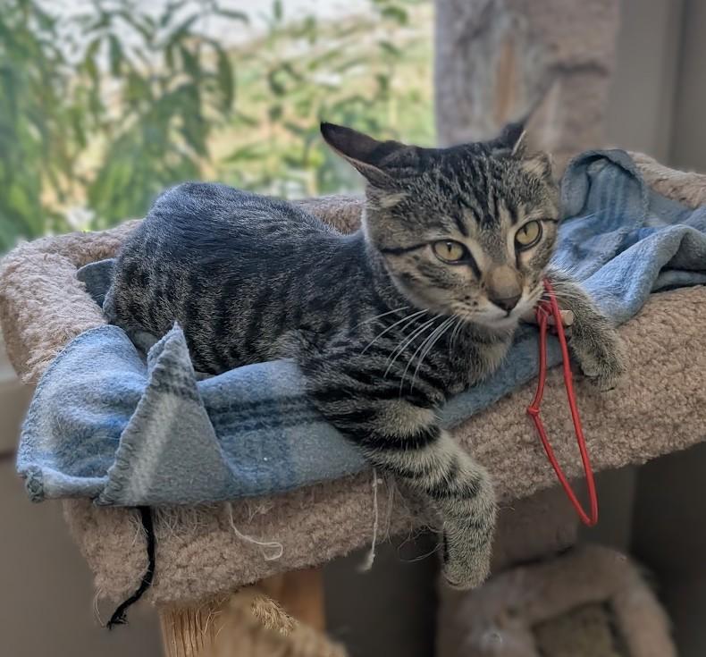 Enlarge Ben, a Adoptable Domestic Short Hair in Carthage, IL image 1/6