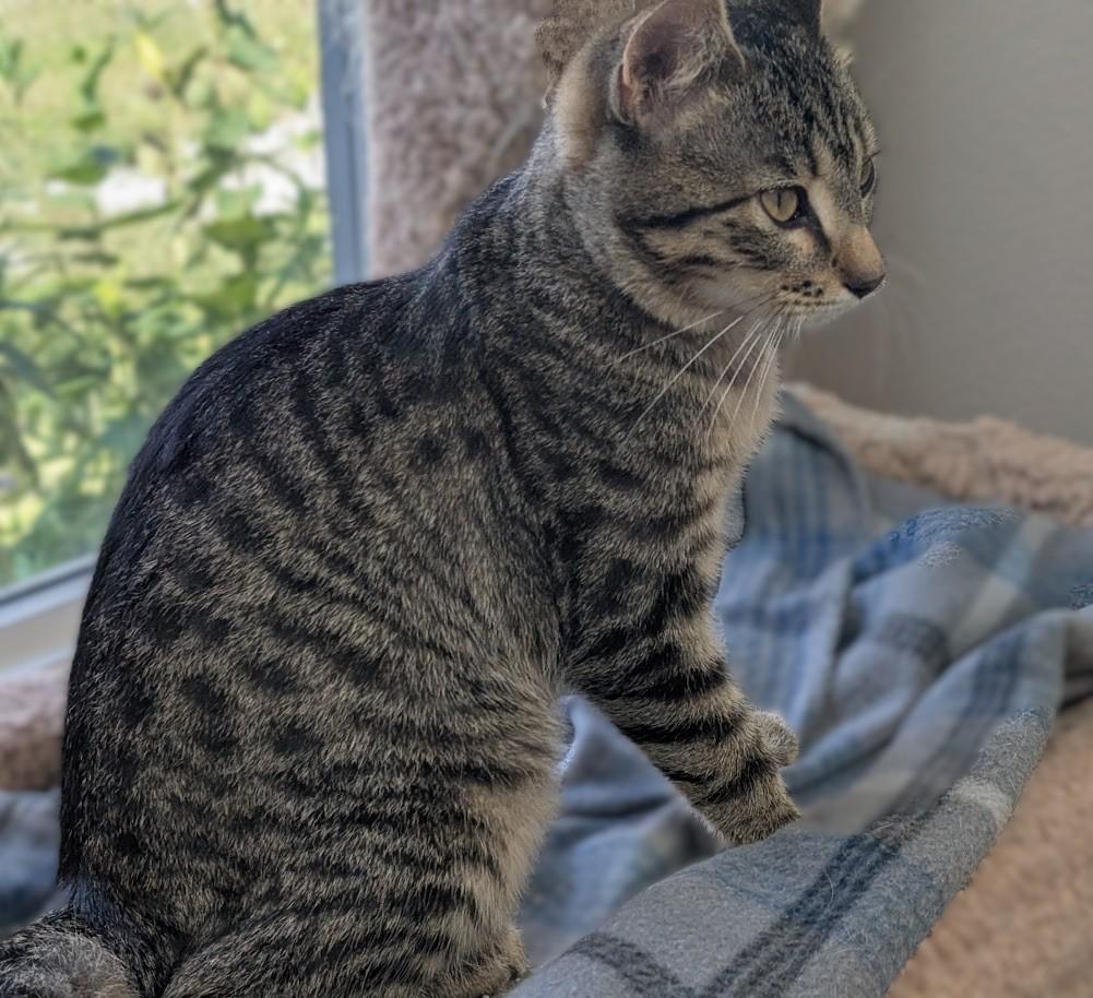 Enlarge Ben, a Adoptable Domestic Short Hair in Carthage, IL image 4/6