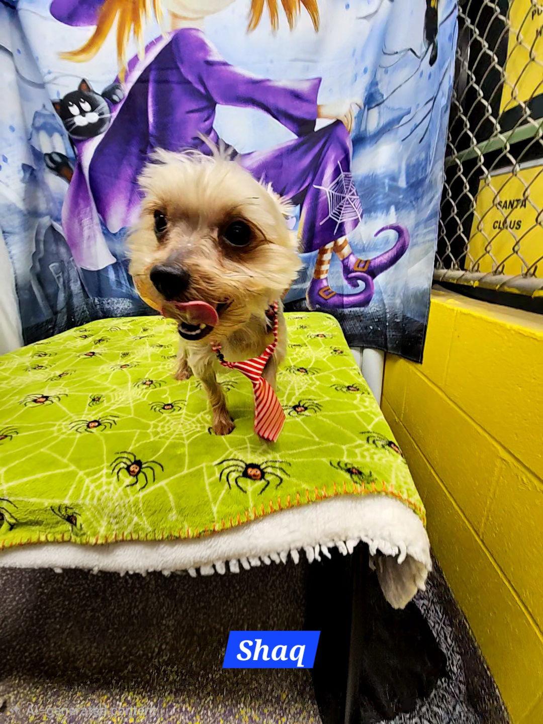 Shaq, Adoptable, Adult Male Yorkshire Terrier.