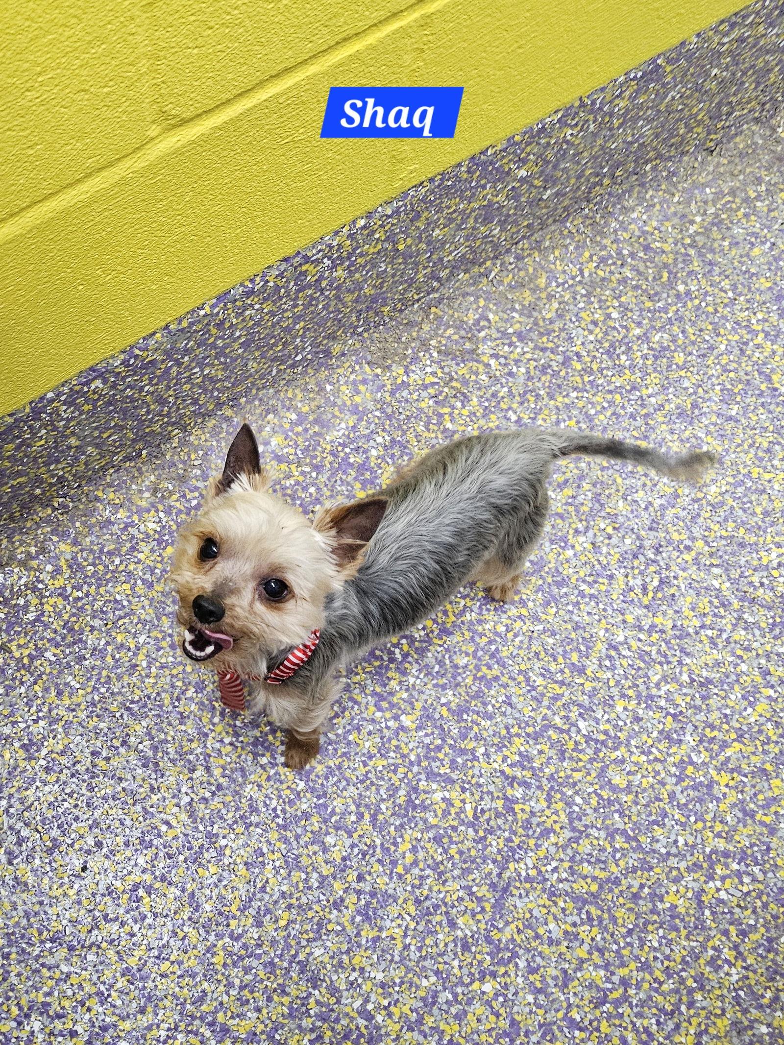 Enlarge Shaq, a Adoptable Yorkshire Terrier in Metairie, LA image 2/2