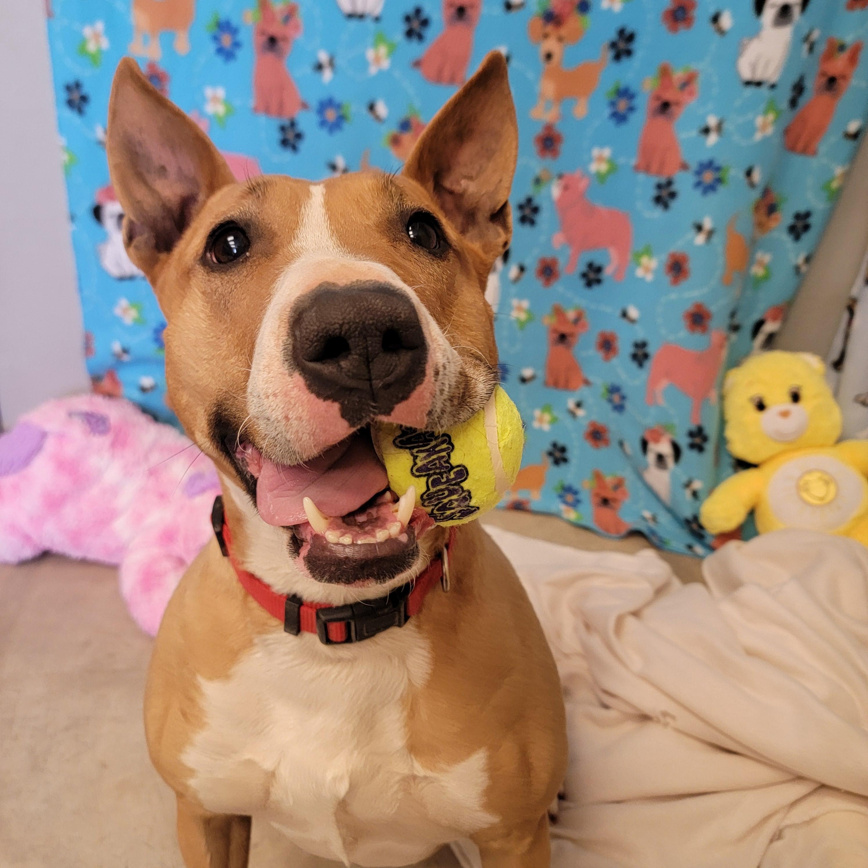 Enlarge Zuri, a ADOPTABLE mixed breed in ALPINE, TX image 2/6