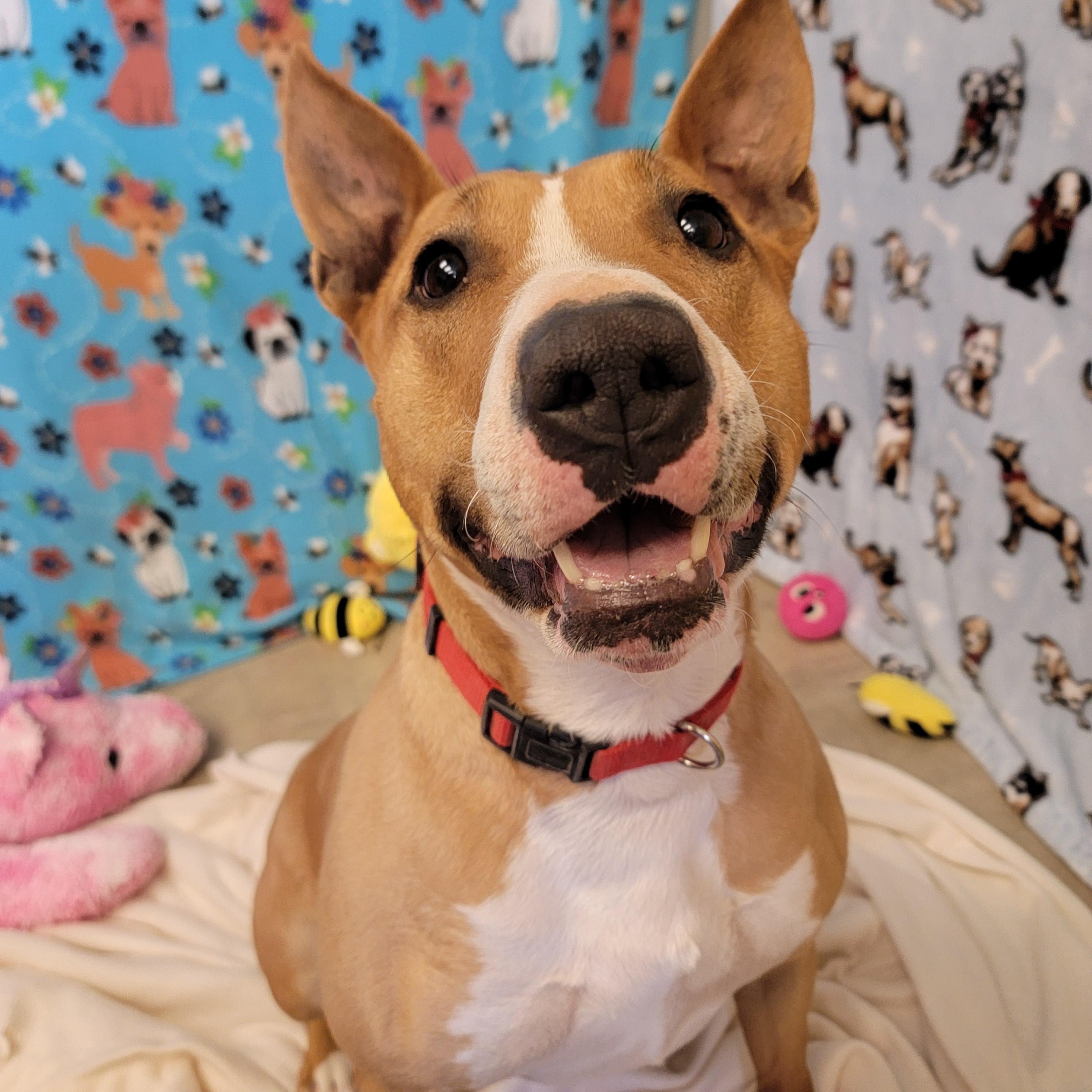 Zuri, ADOPTABLE, Adult Female Bull Terrier.