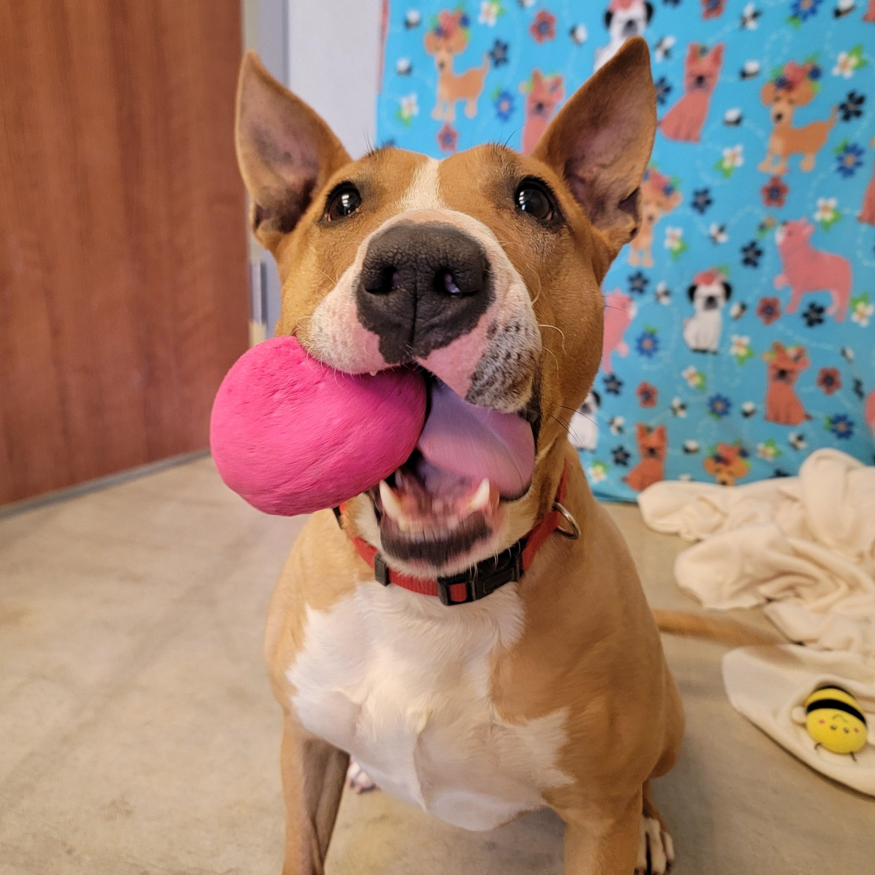 Enlarge Zuri, a ADOPTABLE mixed breed in ALPINE, TX image 3/6