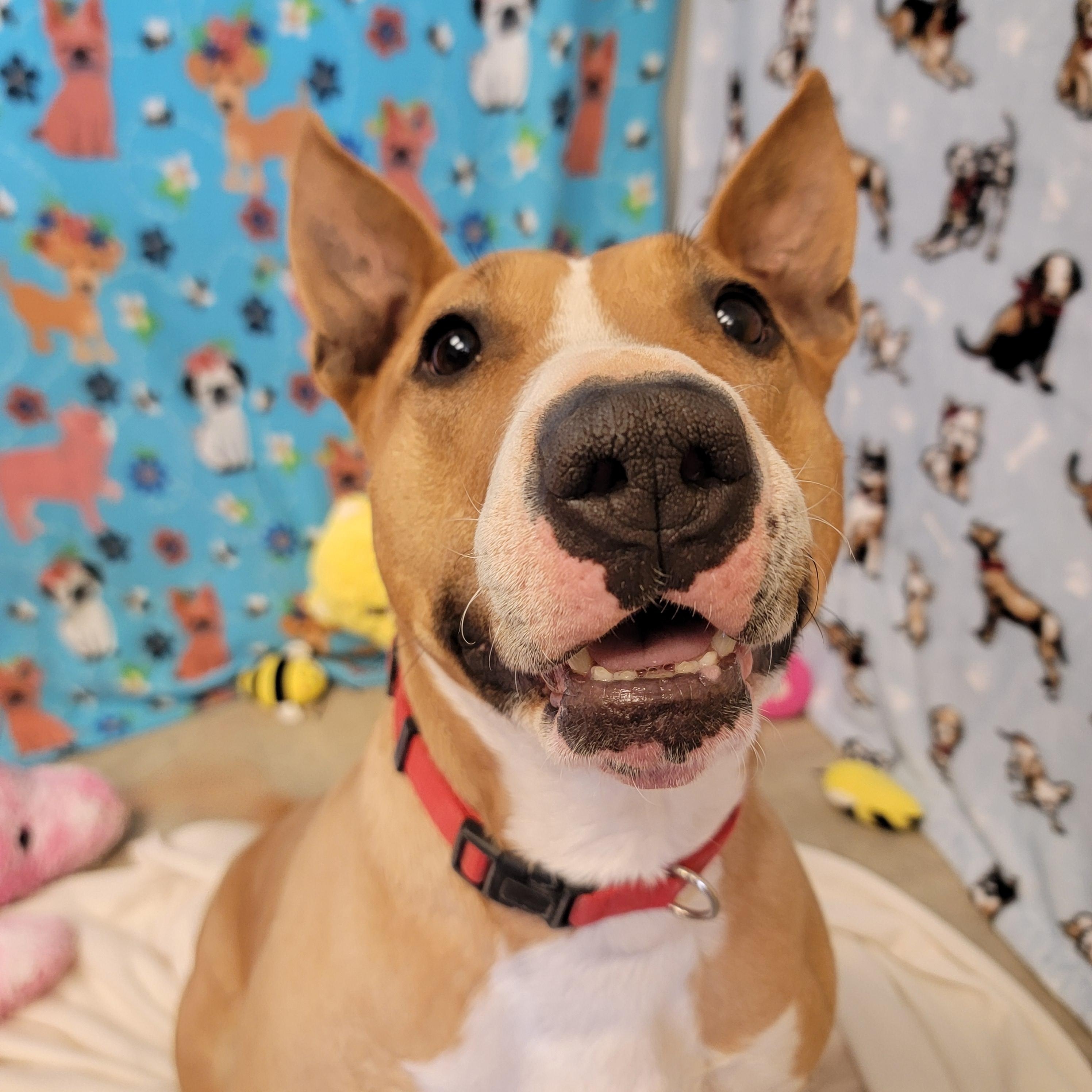 Enlarge Zuri, a ADOPTABLE mixed breed in ALPINE, TX image 4/6