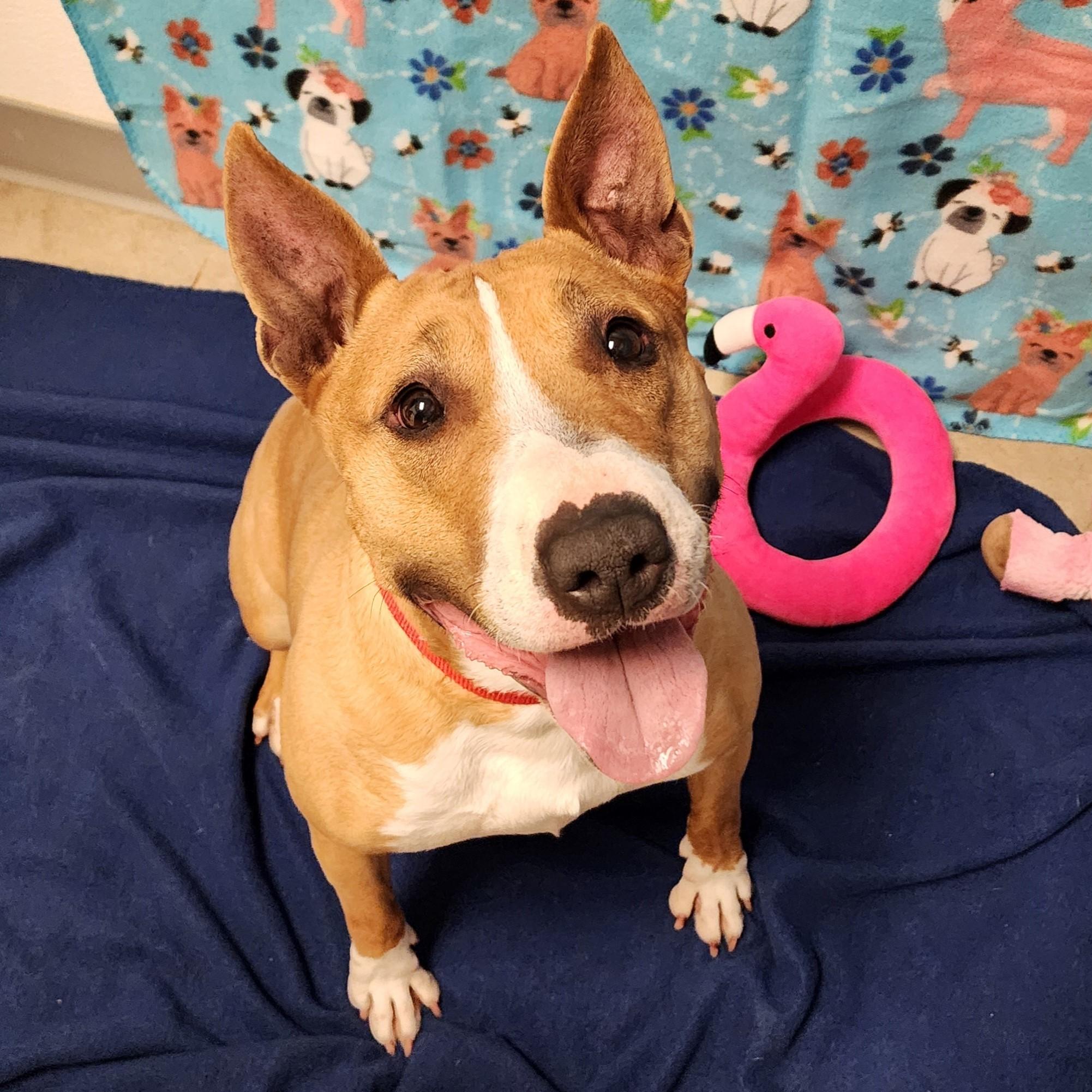 Zuri, ADOPTABLE, Adult Female Bull Terrier.