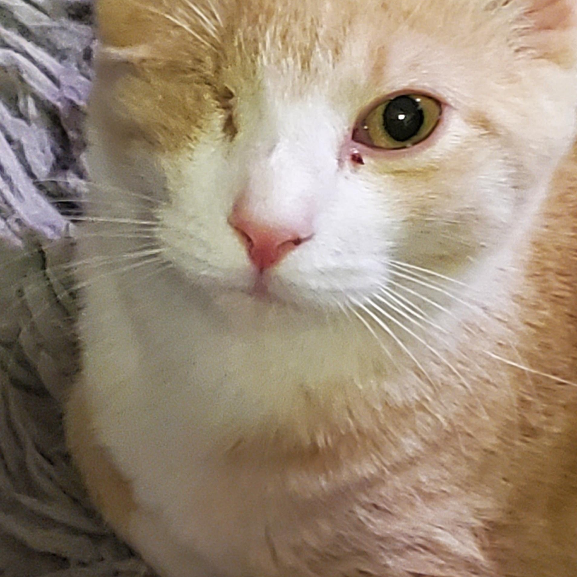 Phoenix , an adopted Domestic Short Hair in Beltsville, MD image 4/5