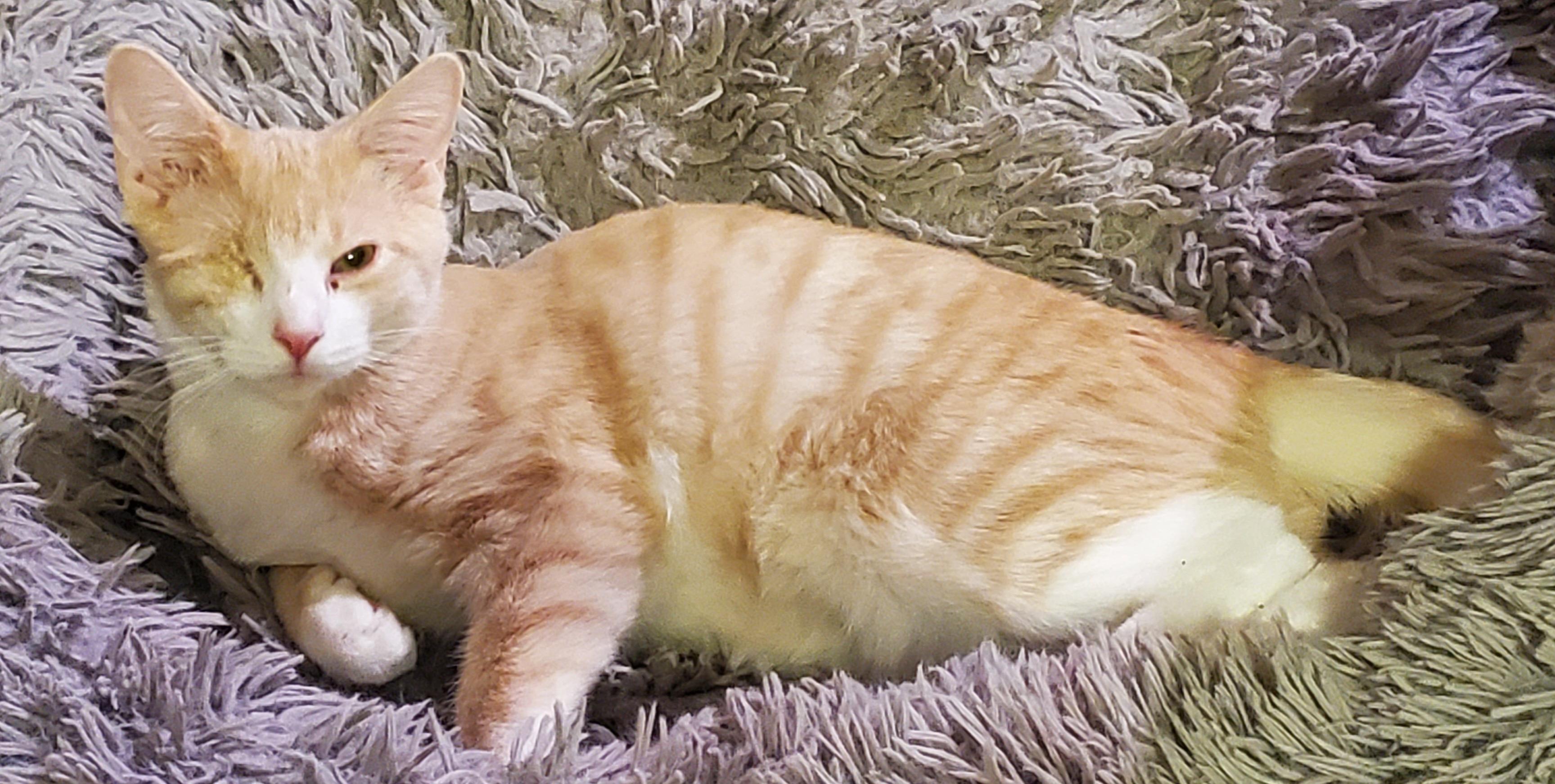 Phoenix , an adopted Domestic Short Hair in Beltsville, MD image 3/5