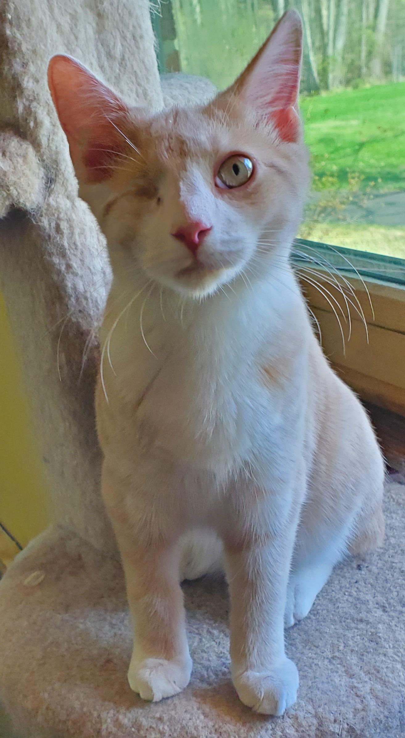 Phoenix , an adopted Domestic Short Hair in Beltsville, MD image 2/5