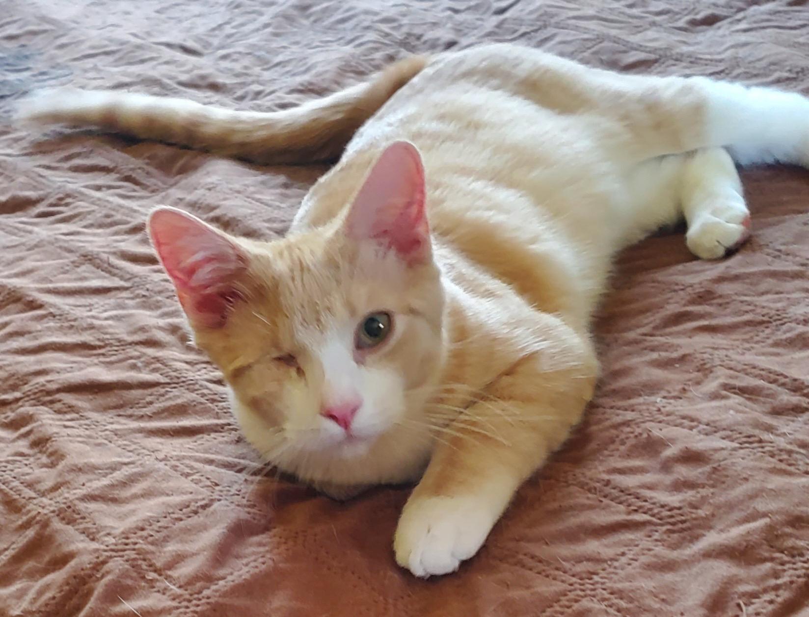 Phoenix , adopted, Kitten Male Domestic Short Hair.