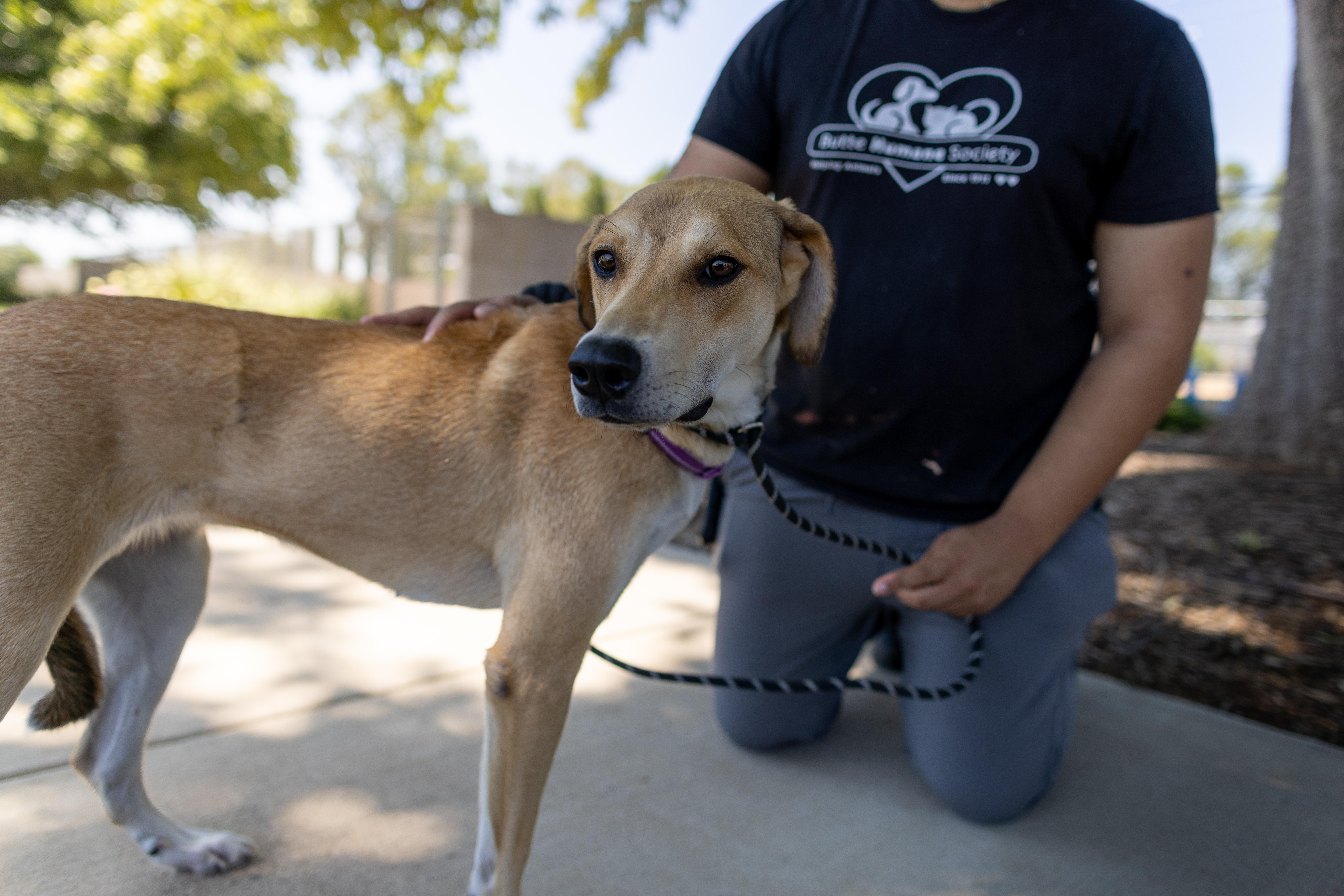 Enlarge Sandy, a Adoptable mixed breed in Chico, CA image 1/6