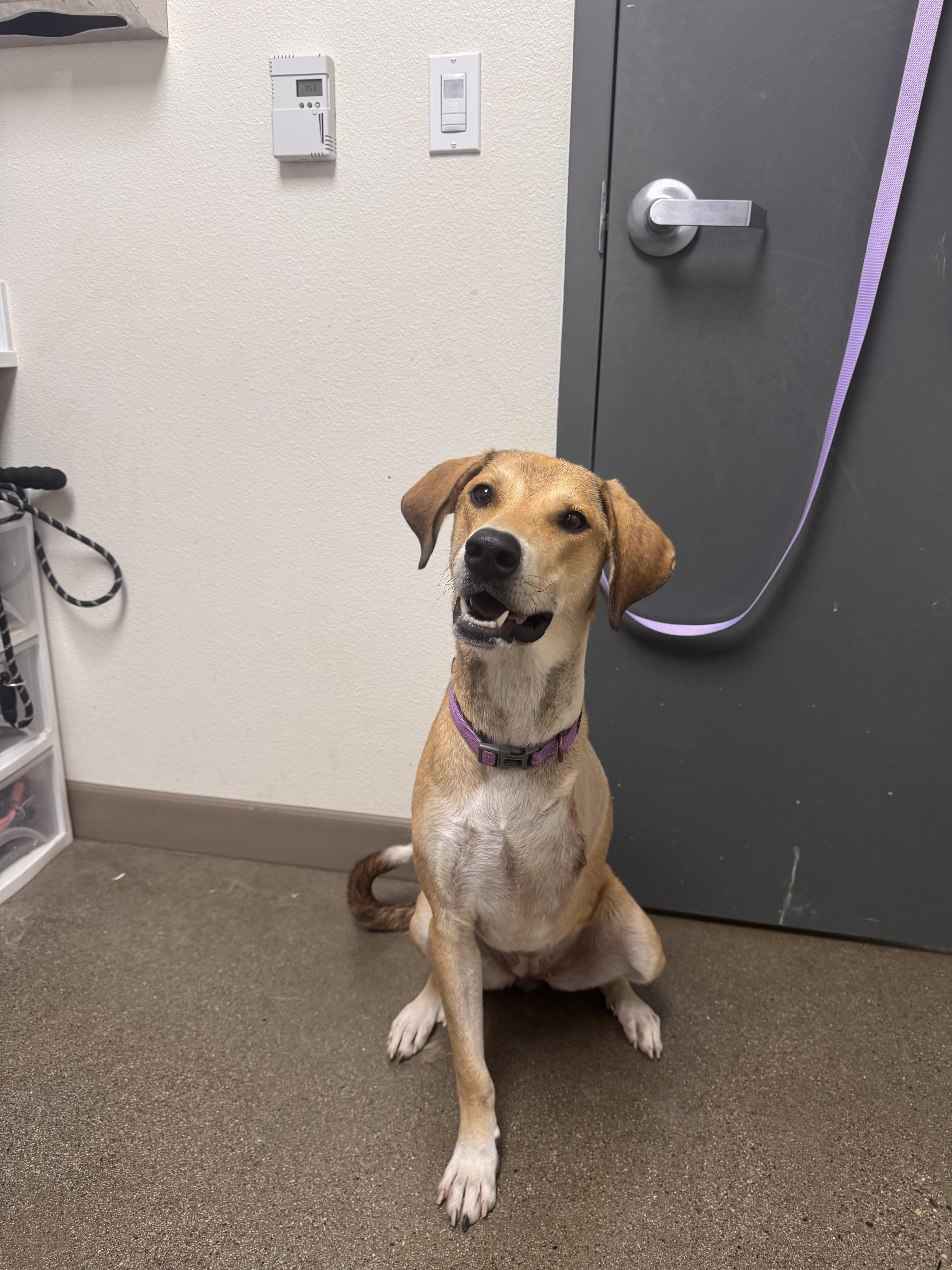 Enlarge Sandy, a Adoptable mixed breed in Chico, CA image 2/6