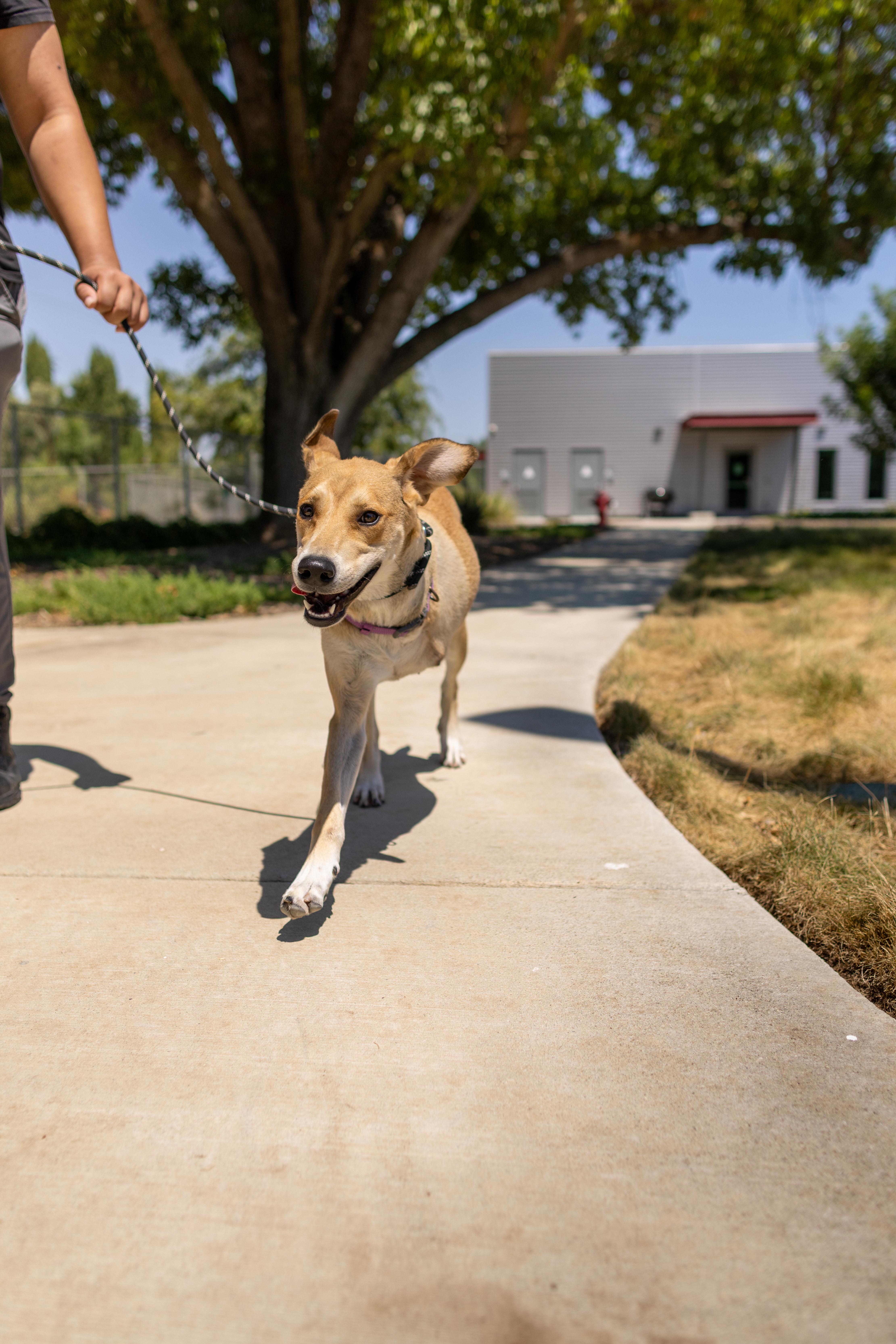 Enlarge Sandy, a Adoptable mixed breed in Chico, CA image 3/6