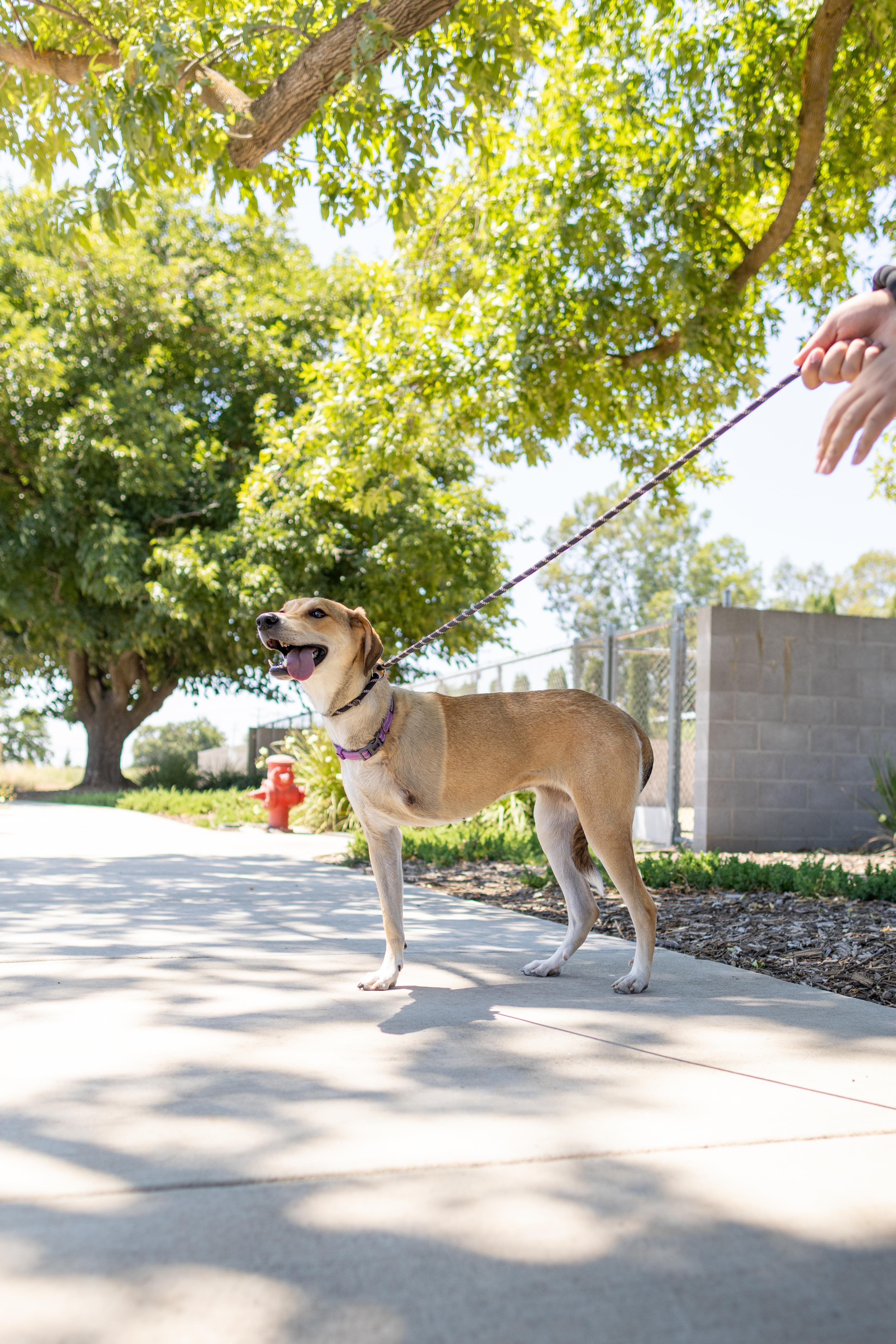 Enlarge Sandy, a Adoptable mixed breed in Chico, CA image 4/6