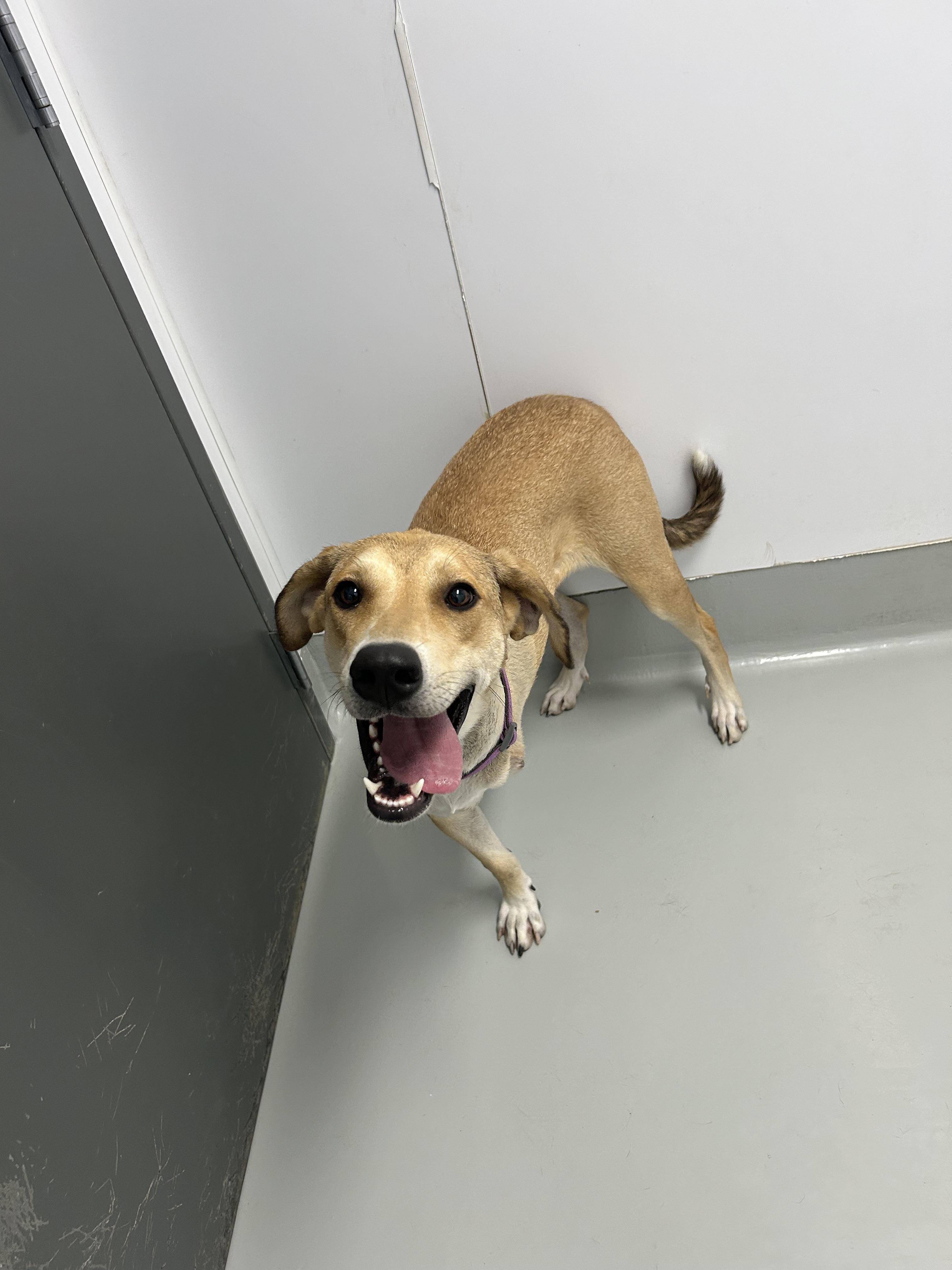 Enlarge Sandy, a Adoptable mixed breed in Chico, CA image 5/6
