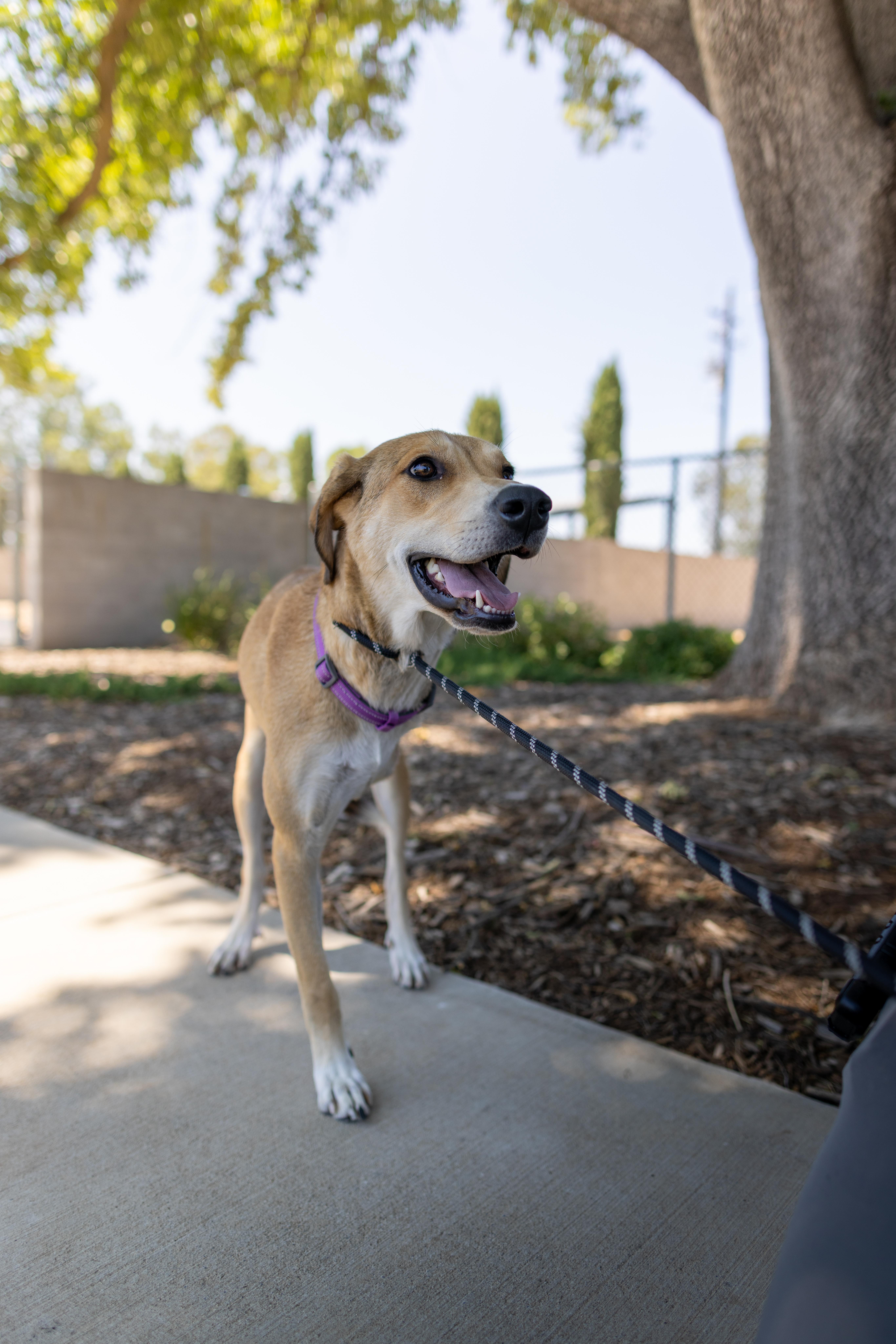 Enlarge Sandy, a Adoptable mixed breed in Chico, CA image 6/6